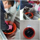 가월가물치 이미지