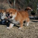 세계명견 감곡켄넬 이미지