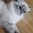 나비캐터리 | 입양 후기. 그리고 캣쇼. 그리고... -네바마스커레이드 분양-