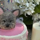 더 마이무 이미지