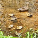 미운오리새끼 이미지