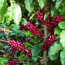 양와당 소태점 이미지