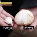 코끼리밥상 티스토리
