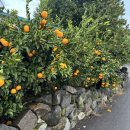 11500-13-17-104 | [제주] 제주 9, 10일차 코스 총정리 | 비 오는 날 필수 명소 엉또폭포 후기