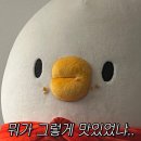 프렌즈독 이미지