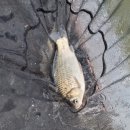 오룡낚시터 이미지