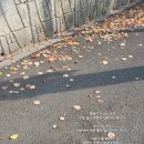 물들어간다는 것은 이미지