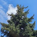 은청가문비나무(재배식물) 이미지