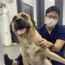 하나로동물병원 이미지