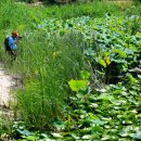 연꽃마을건넌들 이미지