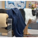 개포동물병원 이미지