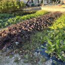 자연애스토리 | 나주캠핑장 “자연애스토리” 장박가능 전남오토캠핑장추천