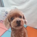 멍스바스 이미지