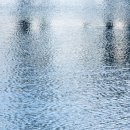 춤추는갈매기 이미지