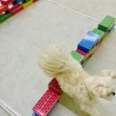 개르메스 이미지