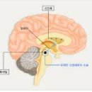 뇌질환 증상 그리고 예방법 이미지