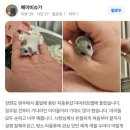 피그미