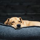 토담스펫 이미지