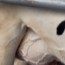 낙농 | 12만원이 아깝지 않은 재방문의사 200% 농도원 목장 🐄 낙농체험 후기 (예약 꿀팁🍯)