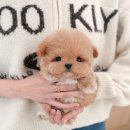 더 샵 동물메디컬센터 이미지