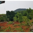 동백 태양광발전소 이미지