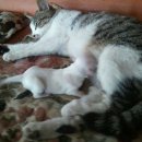 강쥐세상 이미지