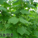 건강딱농장 이미지