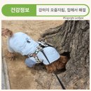 지림 이미지