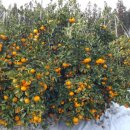 오세열농장 이미지