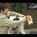 Grooming the Pet Wire Fox Terrier with Lisa Leady 외 2편 이미지