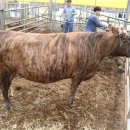 자원한우 이미지