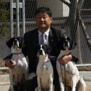 필애견훈련학교 이미지