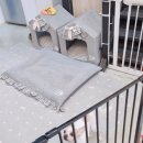 뽀숑그루밍 이미지