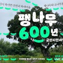 → 팽나무3거리 이미지