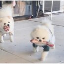 애견멀티샵 이미지