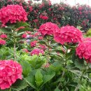 북촌 해동 이미지