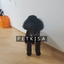 로이펫택시 이미지