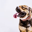 전주동물병원 이미지