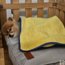 주식회사 패투헤븐 | 강아지가 죽었어요