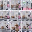 퍼피모리 이미지