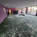 보라애견 이미지