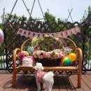 댕댕라운지 이미지