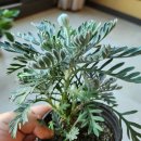 용인남사우체국 | 남사화훼단지 예삐플라워아울렛 3번째 방문후기(사진많음)