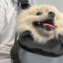 지동범 동물 안과 치과병원 이미지