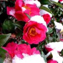 겨울철에도 푸른 잎사귀를 지닌 나무들 이미지