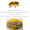 벌화분 효능 및 부작용 이미지