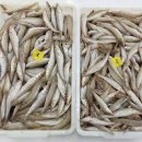 오퍼 : 인도네시아산 냉동 모래보리멸(Sillago / Sand Whiting) 이미지