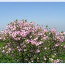 개군중학교 이미지