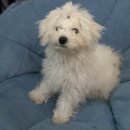 한강펫살롱 이미지