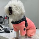 오복동물치과병원 네이버블로그